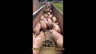 LECHONES DE PRECEBO 33 KS CHOCHILINDA RANCH [upl. by Adnoma307]