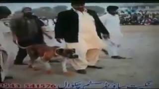 Pure Brown Bully Dog Walking like Lion  Pure Bully dog in Pakistan  bulldog 101 [upl. by Dnilazor837]