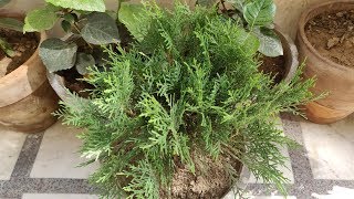 How To Grow amp Care Morpankhi  Thuja Plant in Pots  The Right Gardening [upl. by Layol812]