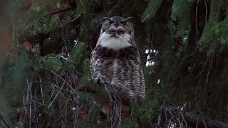 Great Horned Owl hoot [upl. by Enelyak]