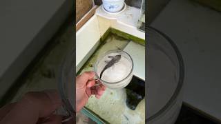 Girl Revives Dead Fish shortsvideo [upl. by Yaron]