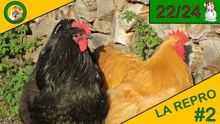 LA REPRODUCTION  ÉPISODE 2  DÉBUT DE LA REPRODUCTION DES POULES [upl. by Alleroif120]