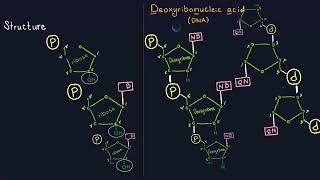 Nucleic Acids Structure  Biological Macromolecules [upl. by Brelje]