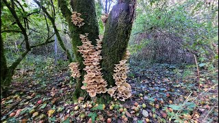 Armillaria mellea [upl. by Noned254]