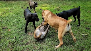 Dominant Cane Corso gets disciplined by older Alpha female [upl. by Cut]