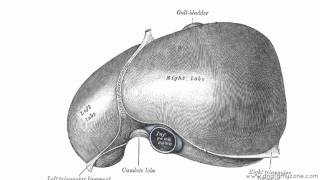 Peritoneal Cavity  Part 2  Ligaments of the Liver  Anatomy Tutorial [upl. by Dominus931]