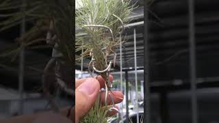 Tillandsia Funckiana var Recurvifolia grow root airplants tillandsia [upl. by Perron427]