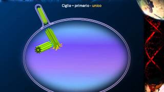 Citologia  Lezione 14 Specializzazioni cellulari [upl. by Retrak]