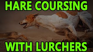 Hare Coursing With Lurchers  Working Lurchers [upl. by Eelidnarb727]