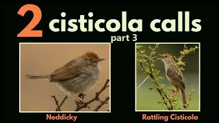 2 CISTICOLA CALLS  part 3 Neddicky and Rattling Cisticola calls [upl. by Biernat961]