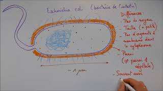 Structure cellulaire 4  La cellule procaryote [upl. by Zilevi]