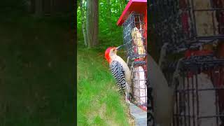 Red Bellied Woodpecker being noisy birds nature wildlife birdlives [upl. by Sekoorb]