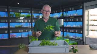 🌱 Hoe snoeit u uw aquariumplanten op de juiste manier l Heems TV  Vlog 2 [upl. by Anelah]