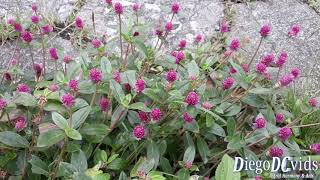 Gomphrena globosa  Perpétuas  Amarantogloboso [upl. by Phillipe345]