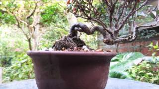 2015 10 24 縮緬葛チリメンカズラ盆栽 Trachelospermum Asiaticum Bonsai [upl. by Barri]