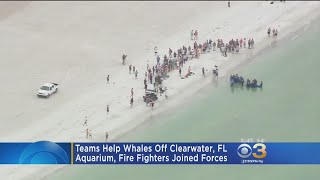 Aquarium Firefighters Rescue Whales Off Florida Shore [upl. by Dumas]