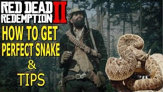 Red Dead Redemption 2 How To Get Perfect SNAKE SKIN TIPS amp Location RDR2 Animals [upl. by Haidabo]