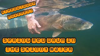 Spring Red Drum Fishing Lower Chesapeake Bay mirrolures  Popping Corks amp Plastics [upl. by Milka452]