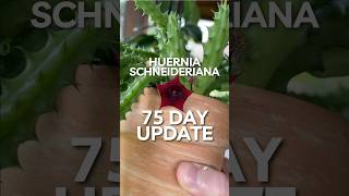 Plant Update Huernia Schneideriana Red Dragon [upl. by Orlosky]