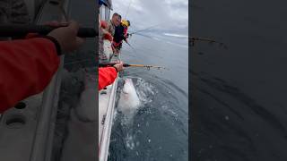 Halibut wrestlin sitka alaska fishingvideo fishalaska fishing deepseafishing halibut fish [upl. by Lehet]