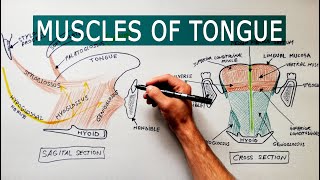 Muscles of the Tongue  Anatomy tutorial [upl. by Noletta]