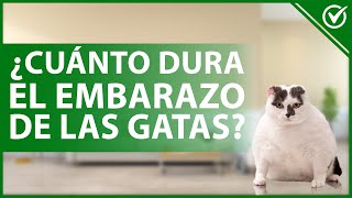 🐈 ¿Cuánto TIEMPO dura el EMBARAZO de las gatas  Gestación y cuidados 🐈 [upl. by Boulanger]