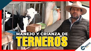 La mejor forma de manejo y crianza de terneros [upl. by Vescuso]