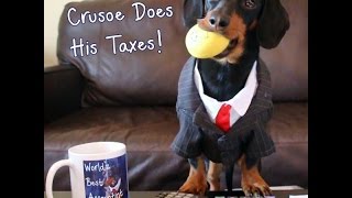 Crusoe the Dachshund Does His Taxes [upl. by Jenks]