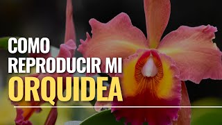 Cómo reproducir mi orquídea cattleya I Alma del bosque [upl. by Eads]