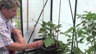 HOW TO PLANT AND GROW AUBERGINES [upl. by Assillam]