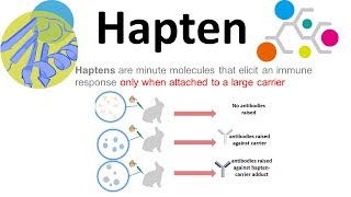 Haptens what are haptens [upl. by Zsa681]