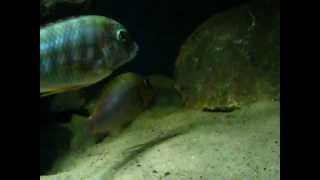 Tanganyika aquarium  the herbivore species  Petrochromis Simochromis Pseudosimochromis [upl. by Lightman656]