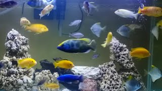 Cichlid fish tank setup shorts [upl. by Thynne]