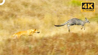 Wild Dingo Dogs Chasing A Kangaroo 😨  4K Animal Documentary [upl. by Oakes]