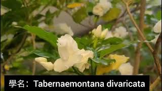 第一百二十八集：狗牙花 Tabernaemontana divaricata [upl. by Child]