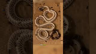 Dermestid Beetles Clean Corn Snake Skeleton Time Lapse [upl. by Nnaarual]