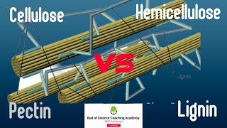 Comparision among cellulose hemicellulose Pectin and lignin  Composition structure and function [upl. by Herriott]