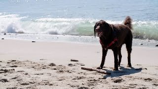 Beverly Hills Dog Show Tara Lipinski Johnny Weir share LA dog culture  NBC Sports [upl. by Ovida]