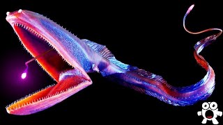 Top 10 Most Bizarre Deep Sea Creatures Ever Discovered [upl. by Ozneral]