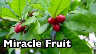 All About Miracle Fruit [upl. by Pimbley983]