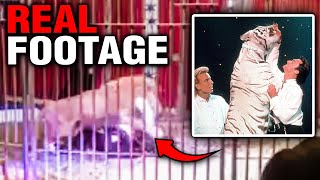 Siegfried and Roy HORRIBLY MAULED in Front of Public in Vegas [upl. by Votaw]