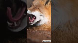 Contagious Yawns A Wild Animal Compilation [upl. by Eynobe]