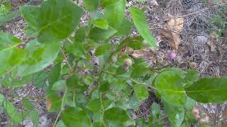 Alapaha Ochlockonee and Vernon Rabbiteye Blueberry Tasting [upl. by Hube]