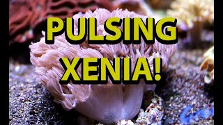 The Secret To Pulsing Xenia [upl. by Krahmer]