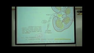 ANATOMY URINARY SYSTEM by Professor Fink [upl. by Annoyk]