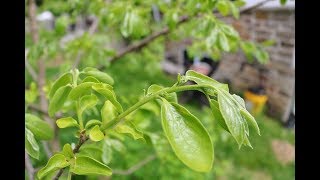 Grafting Persimmon Trees A few points [upl. by Dodge]