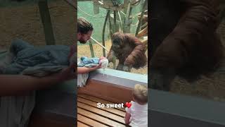 The orangutan wanted to see my baby￼ [upl. by Herve910]