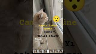 Karga sesi çıkaran Kedi [upl. by Barbabra917]