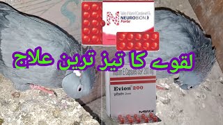 How To Cure Pigeon Paralysis  Lakwe Ka Ilaj  Medicine For Pigeon Neck Twisting [upl. by Litton575]