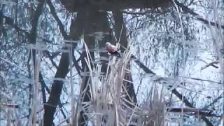 Leucistic Redwinged Blackbird Super Rare Arden Hills Minnesota [upl. by Ennairrac]